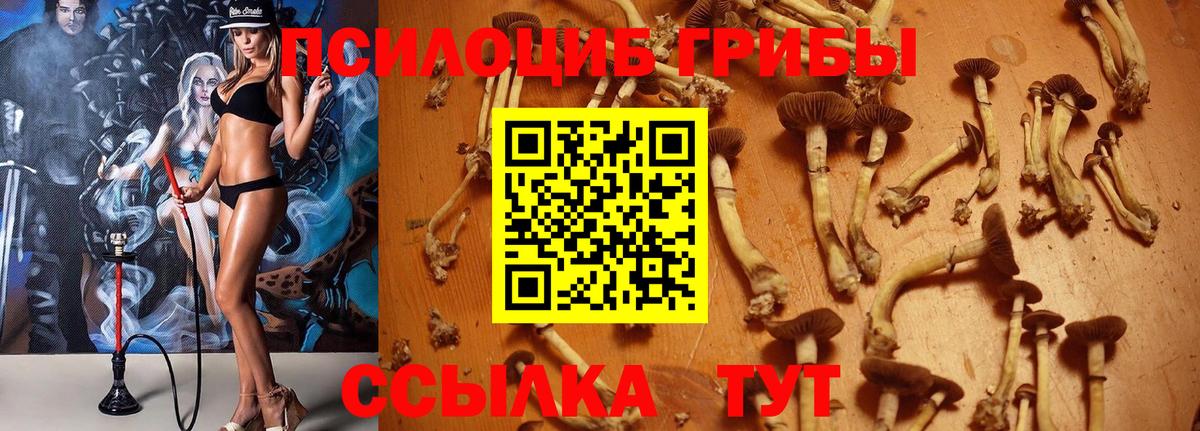 Псилоцибиновые грибы мицелий Сочи